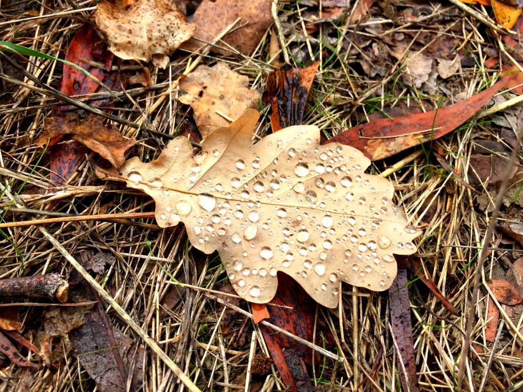 dried leaves after the rain
